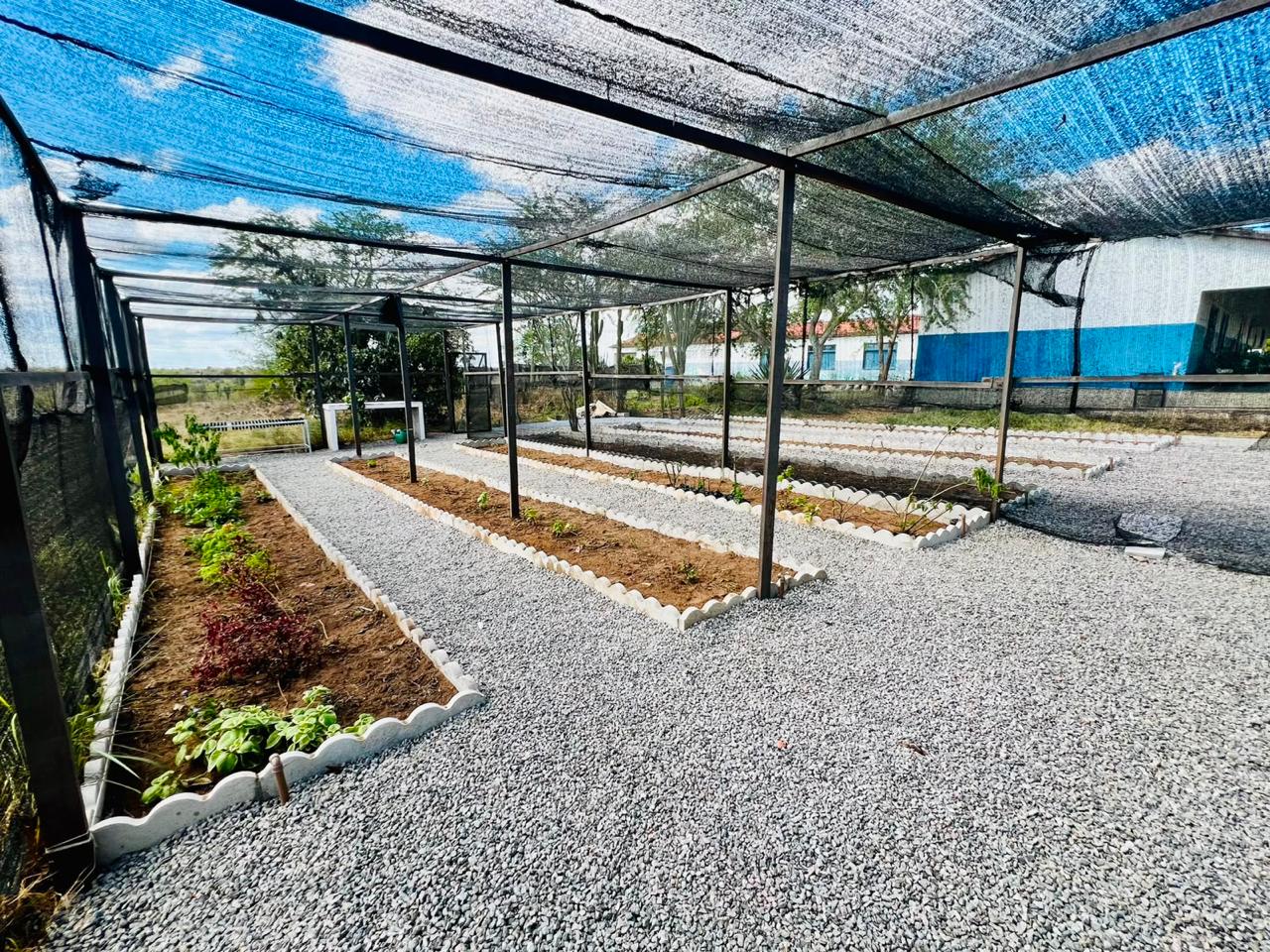 Canteiros de plantas medicinais sob estufa de sombreamento no Horto Medicinal