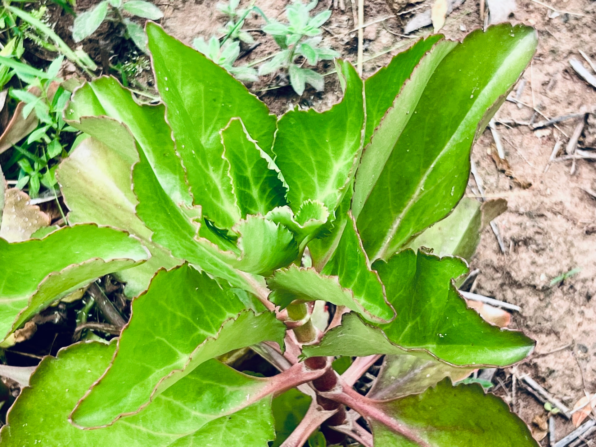 Folhas de capim-santo cultivadas no Horto Medicinal