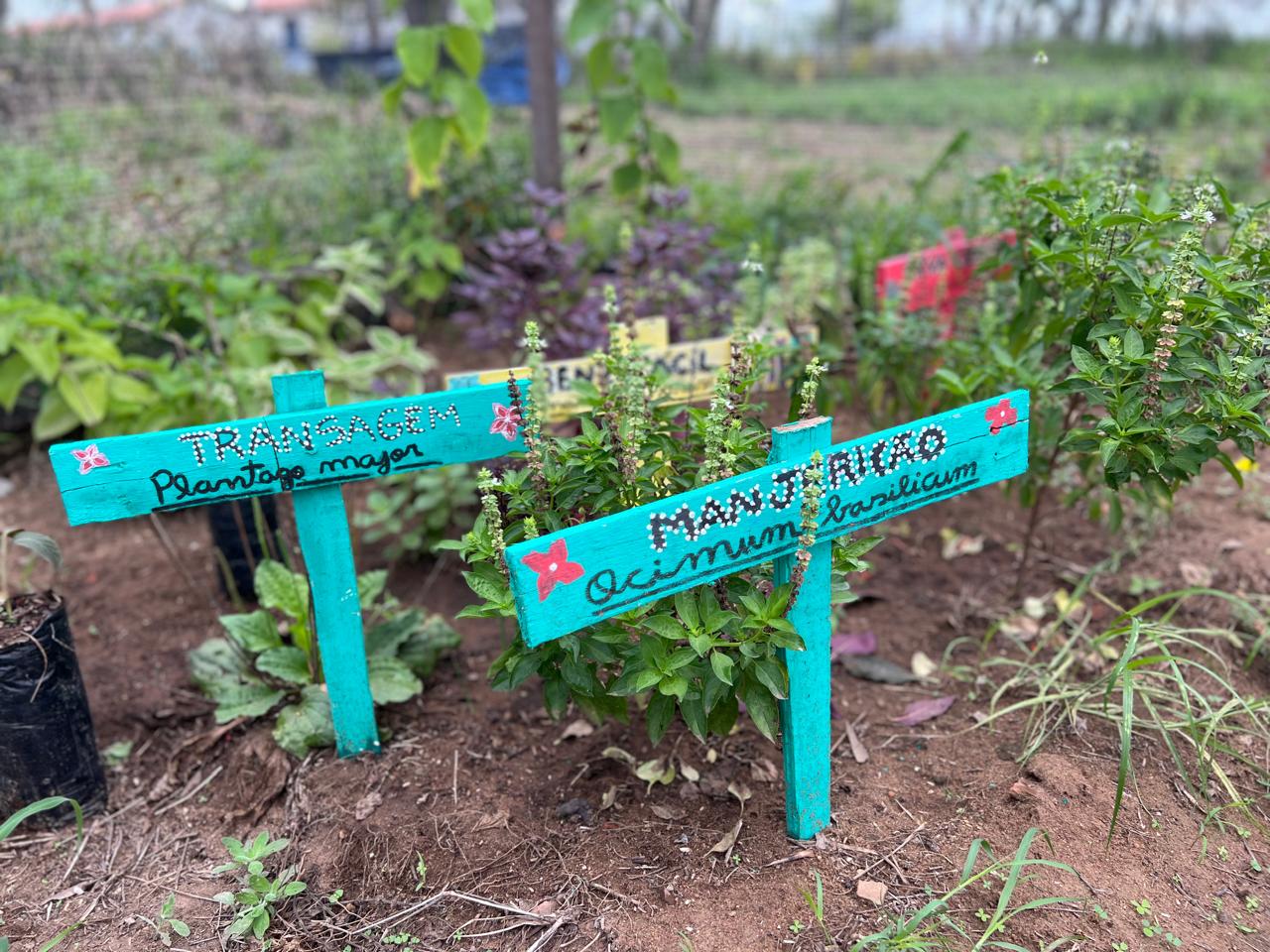 Placas artesanais identificando Manjericão e Transagem nos canteiros do Horto