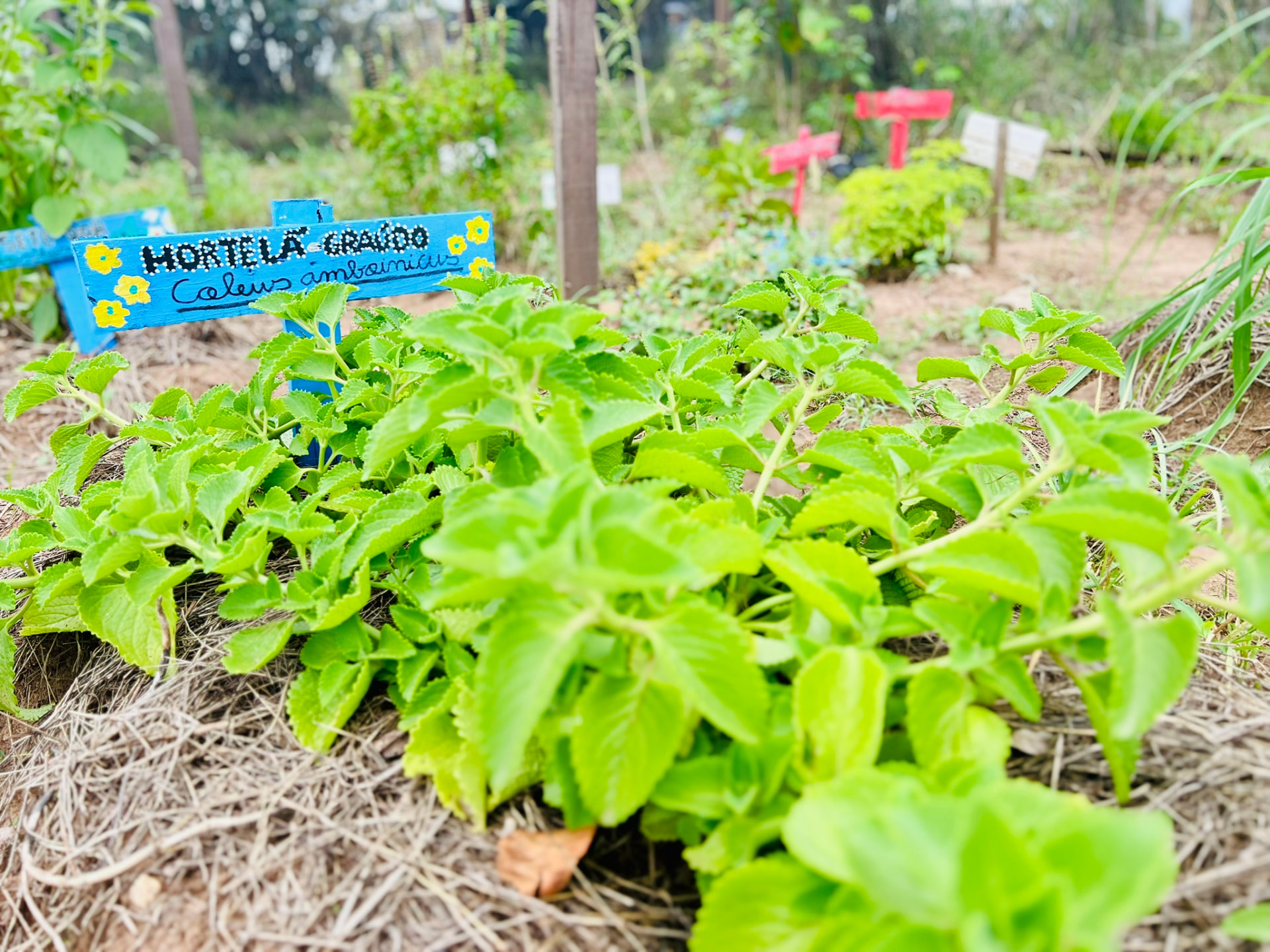 Folhas de manjericão cultivadas no Horto